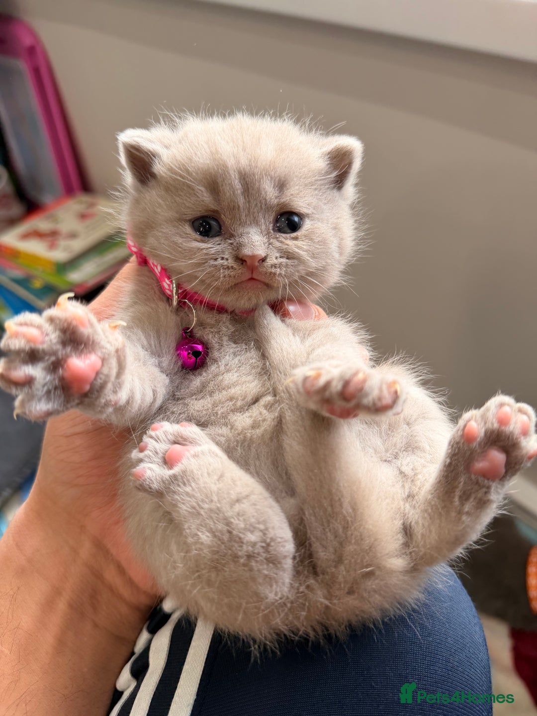 British Shorthair cats for sale: Beautiful big British Shorthair Kittens - Advert 26