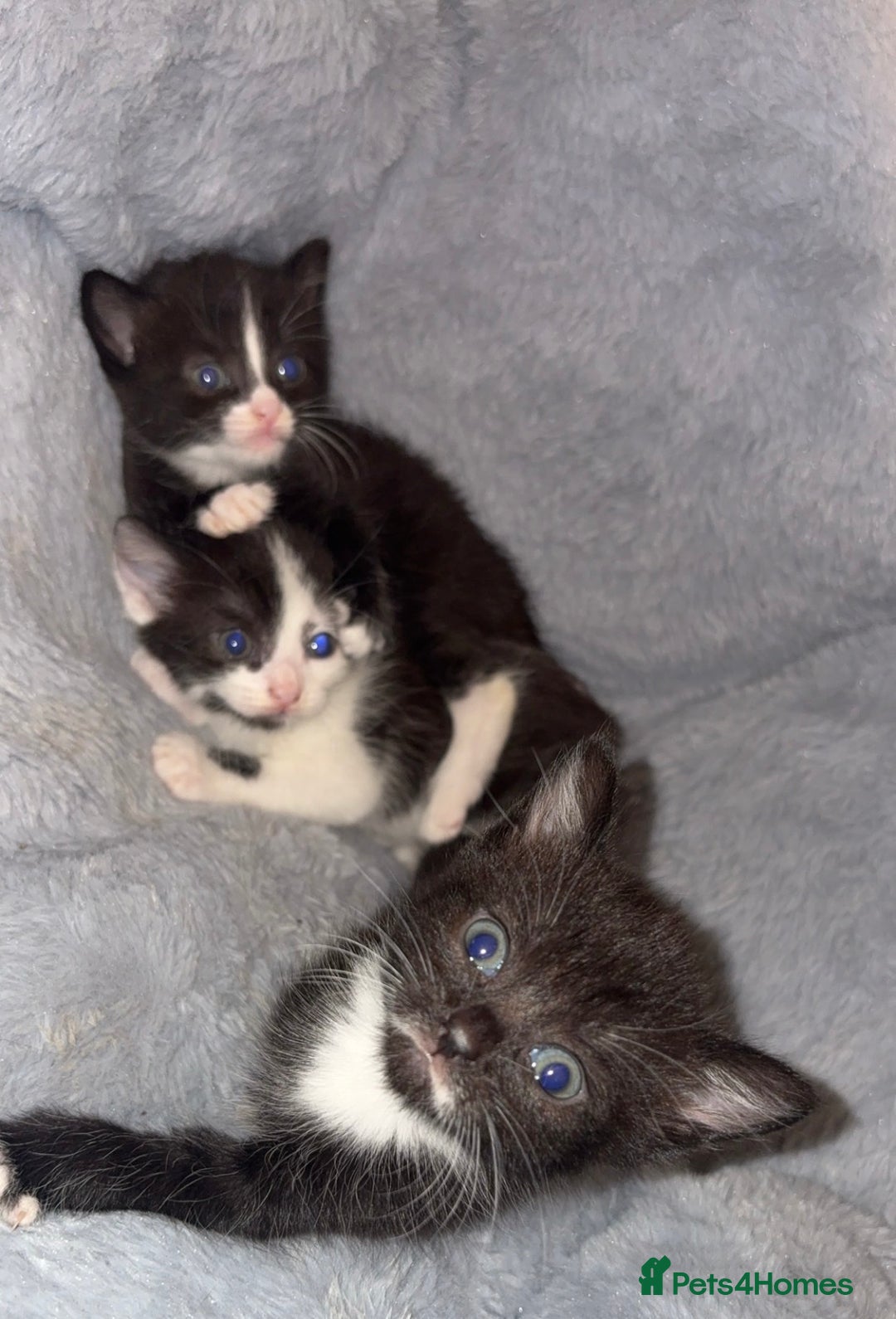 Domestic Shorthair cats for sale: 3 sweet black and white kittens  - Image 1