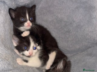 Domestic Shorthair cats for sale - Advert 1