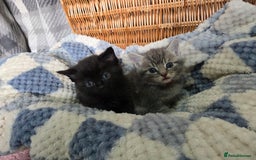 Mixed Breed cats for sale: Beautiful kittens  - Image 17