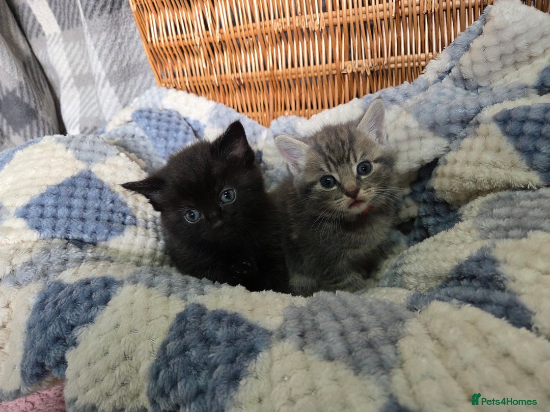 Mixed Breed cats for sale: Beautiful kittens  - Image 17