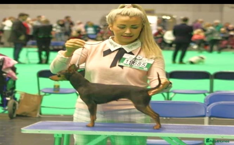 Miniature Pinscher dogs - Advert 1