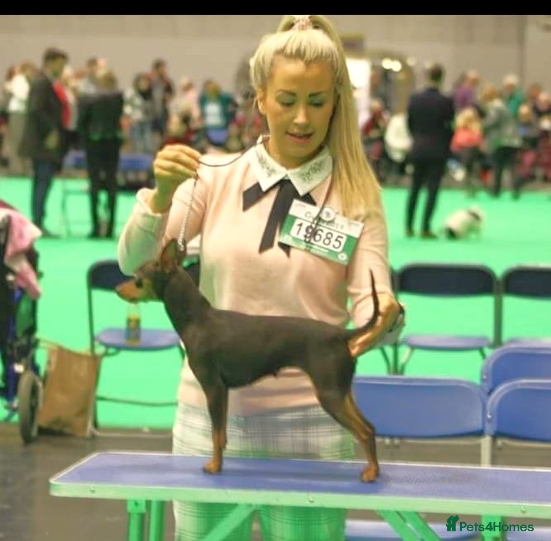 Miniature Pinscher dogs for sale: LAST PUPPY - LADYLUCKPINS KC MIN PINS - Advert 29