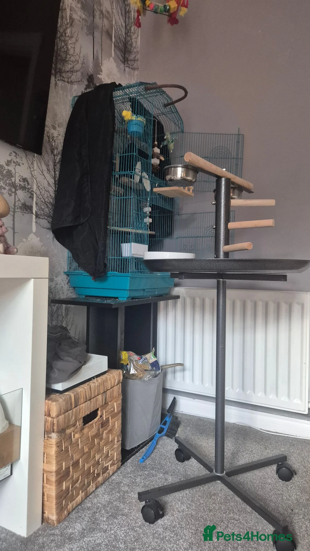 Cockatiels birds for sale: Single male cockatiel for sale  - Advert 2