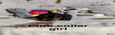 Dachshund Puppy 1 ( pink collar girl ) 