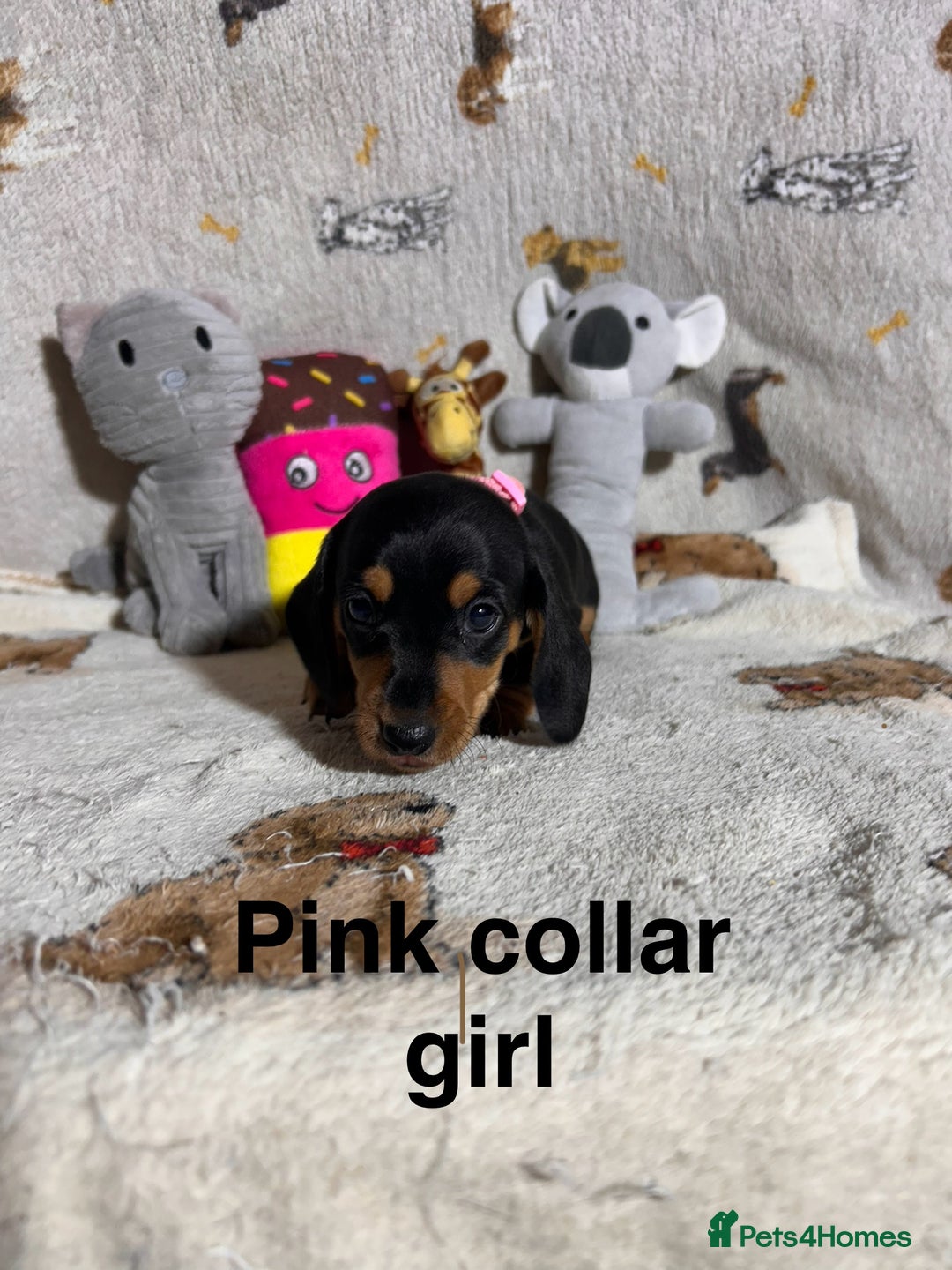 Dachshund dogs for sale: Black tan dachshund puppies  - Advert 3