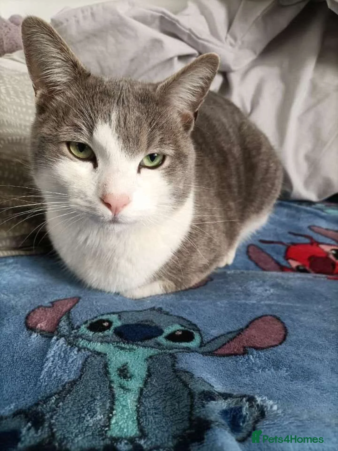 Mixed Breed cats for sale: Domestic short hair mixed with ragdoll male cat - Advert 1