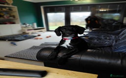 Springador dogs for sale: 5 MONTH OLD BOY REHOME BLACK SPRINGADOR - Advert 4