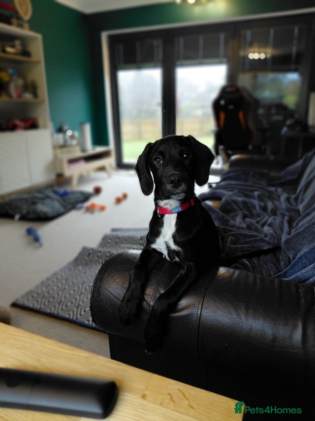 Springador dogs for sale: 5 MONTH OLD BOY REHOME BLACK SPRINGADOR - Advert 4