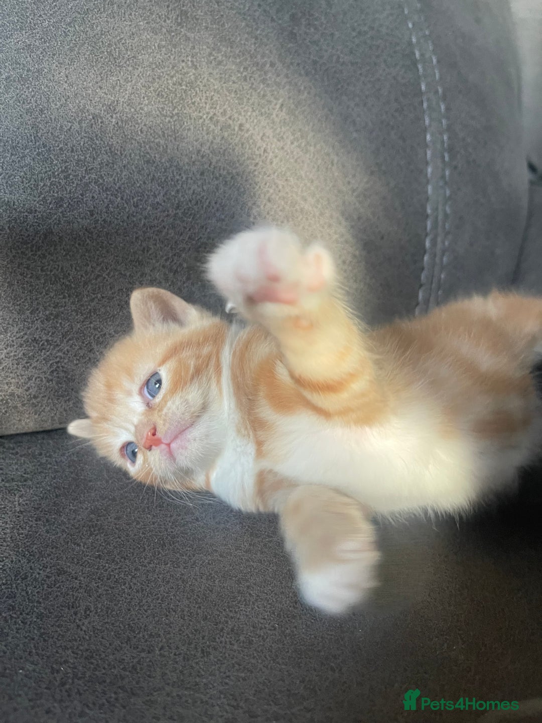 Mixed Breed cats for sale: 4 beautiful kittens for sale £200 each!! - Advert 7