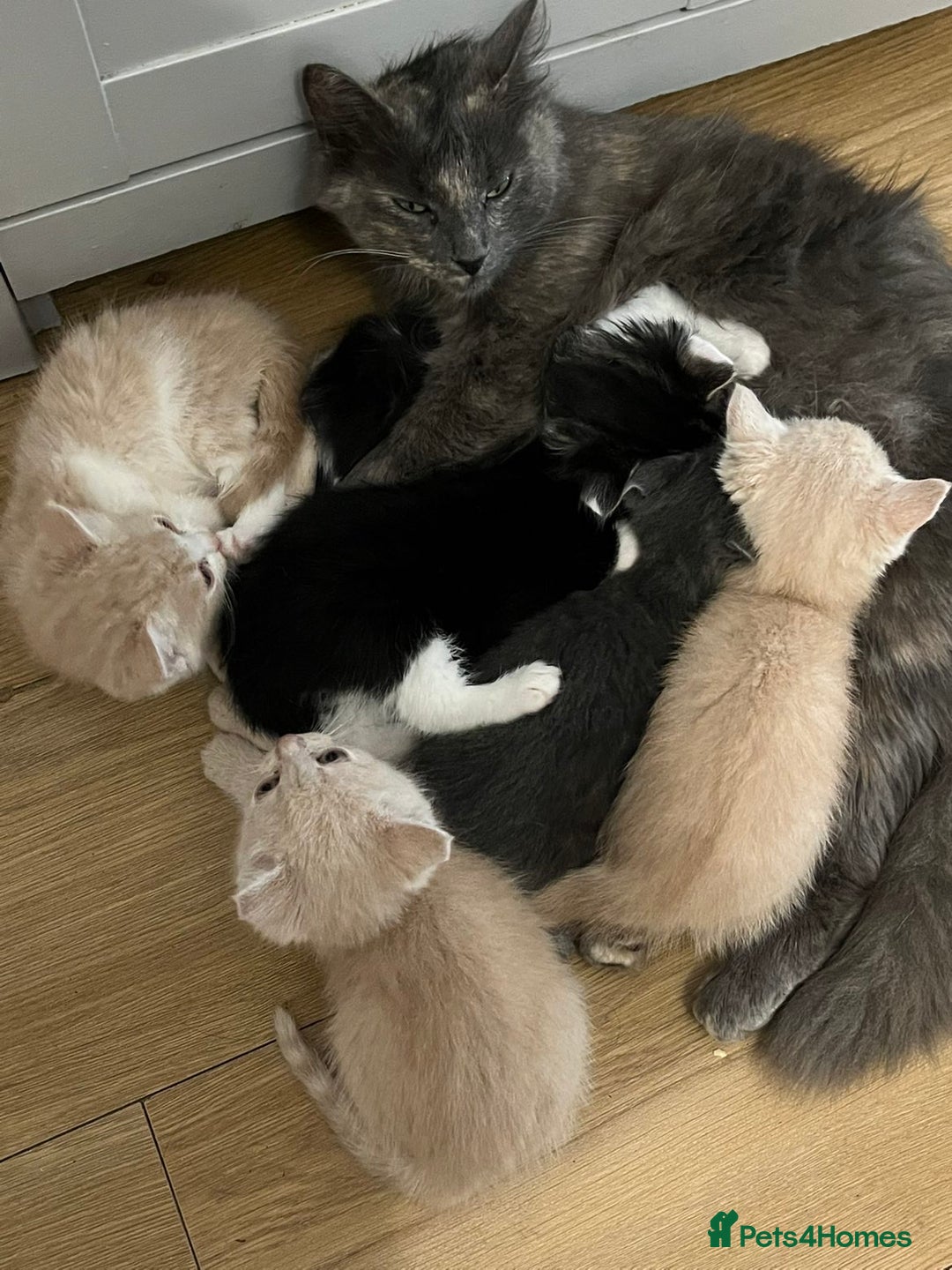 Mixed Breed cats for sale: gorgeous mixed breed kittens  - Image 3