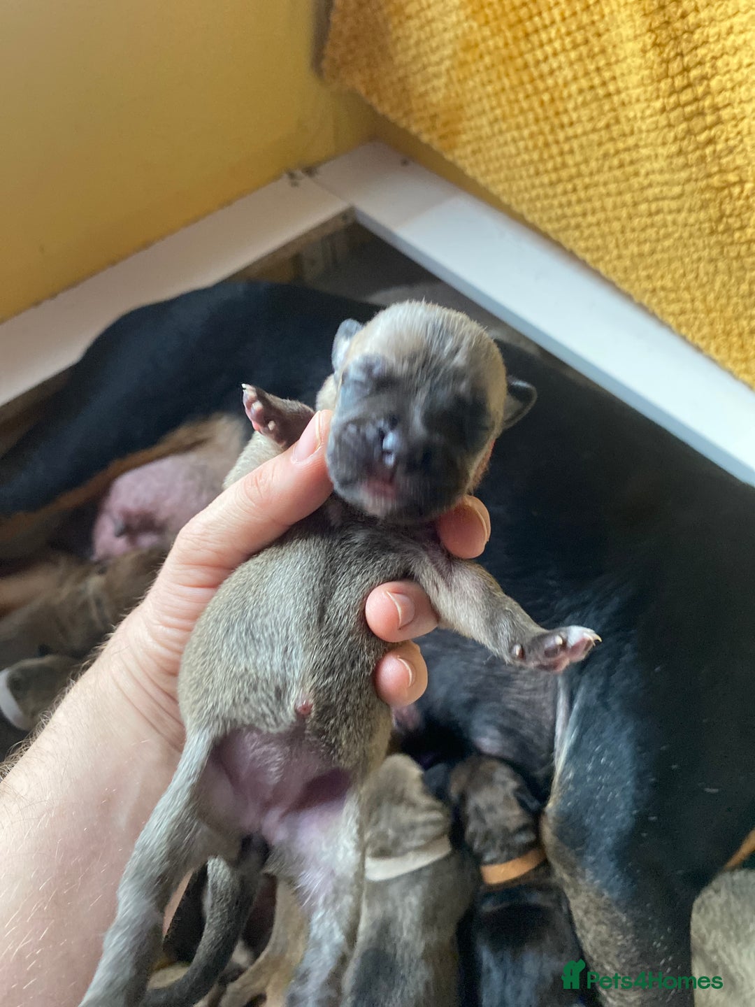 Mixed Breed dogs for sale: Rottweiler  ** taffy puppies - Image 15