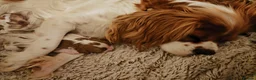 Cavalier King Charles Spaniel dogs for sale: Gorgeous litter of 3 Blenheim puppies - Advert 1