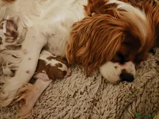 Cavalier King Charles Spaniel dogs Gorgeous litter of 3 Blenheim puppies - Advert 2