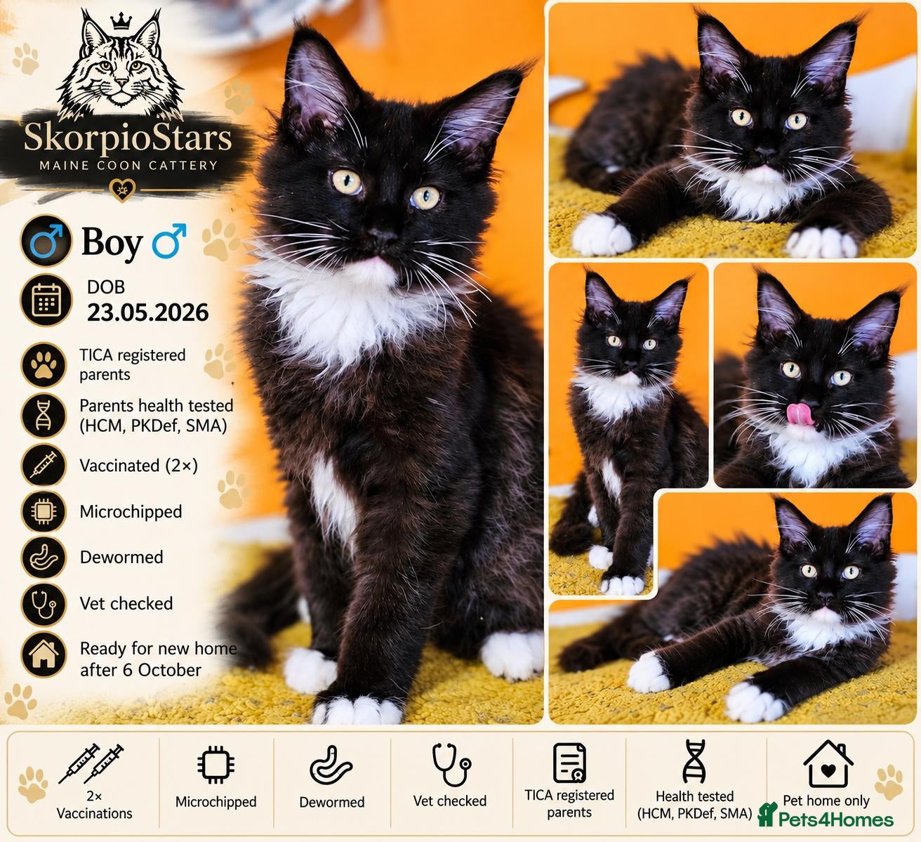 Maine Coon cats Beautiful  Maine Coon Boy – Available Again - Advert 18
