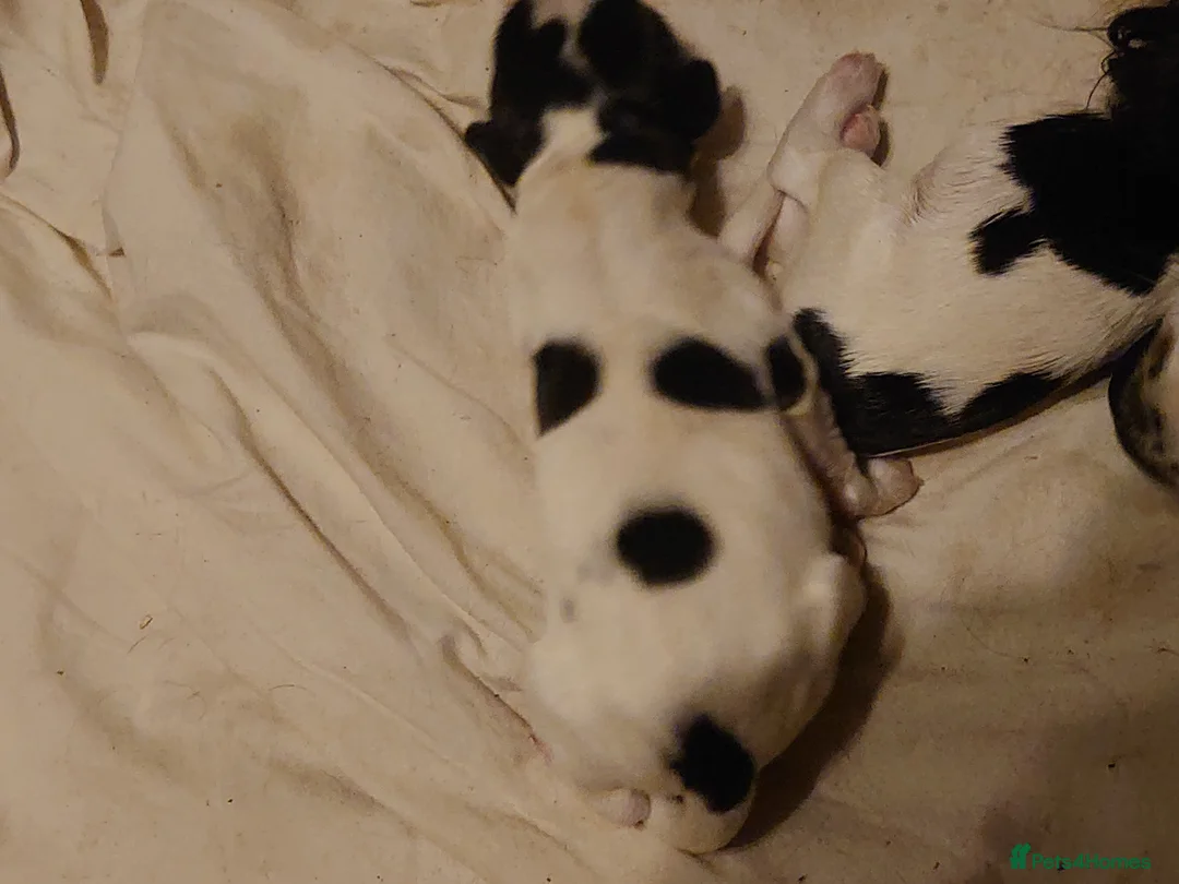 English Springer Spaniel dogs for sale: Working Springer Spaniel Puppies. - Advert 5