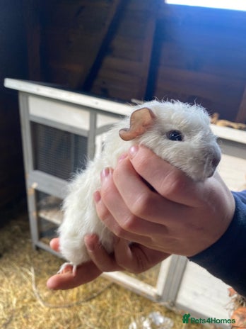Guinea Pig rodents Gorgeous Well Handles Sisters - Advert 2