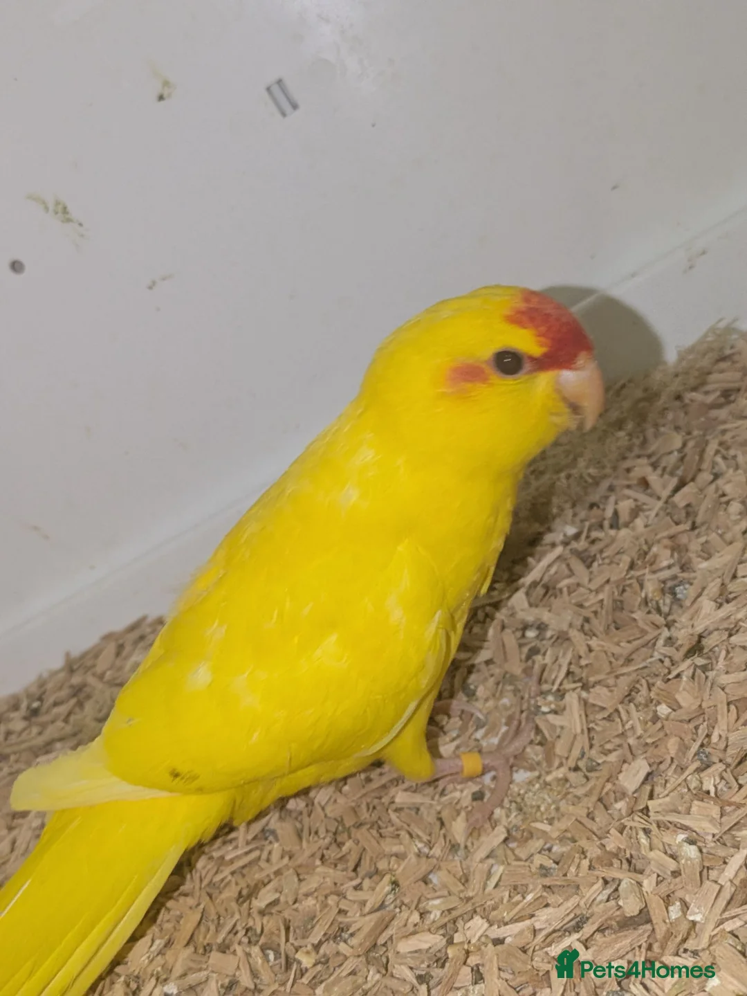 Parakeets birds for sale: BUTTERCUP KAKARIKIS  - Advert 1