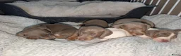 Miniature Dachshund dogs for sale: Gorgeous Purebred Miniature Dachshund Puppies - Advert 38
