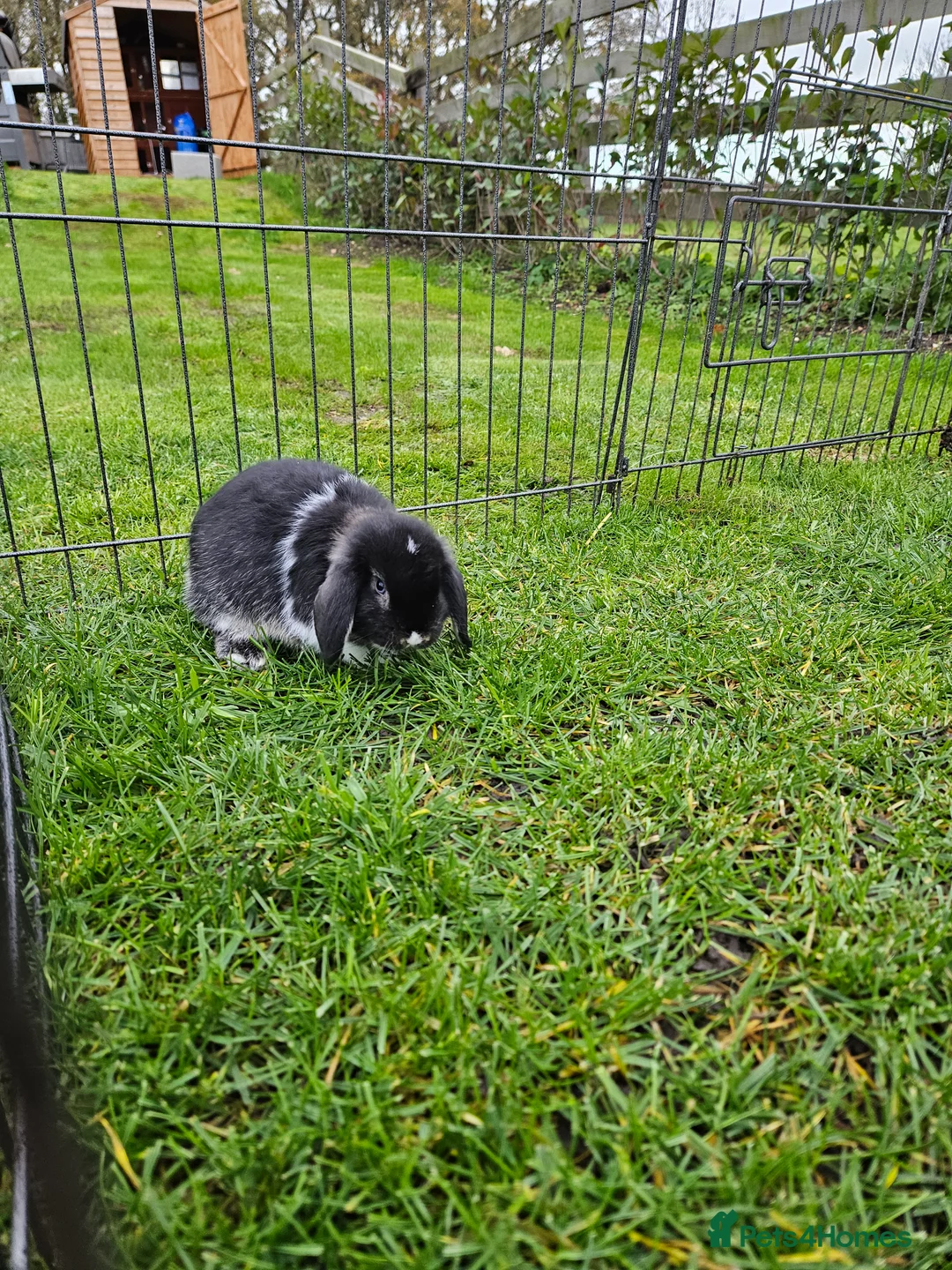 Mini Lop rabbits for sale: ❤️Purebread mini lops for sale❤️ - Advert 8