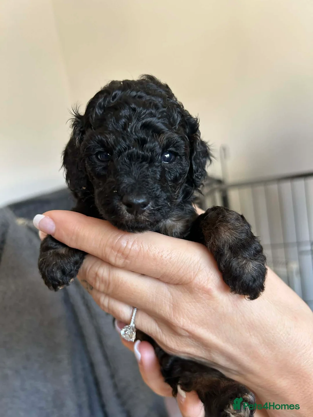 Toy Poodle dogs for sale: Outstanding toy poodles  - Advert 9