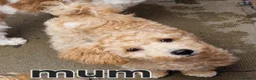 Cavapoochon dogs for sale: Cavapoochons in Bootle - Advert 14