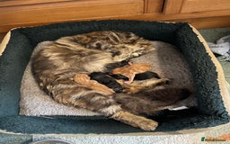 Mixed Breed cats for sale: Two Female 5 month old Kittens Mainecoon mix - Image 7