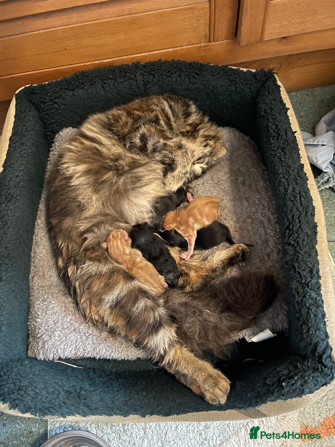 Mixed Breed cats for sale: Two Female 5 month old Kittens Mainecoon mix - Image 7