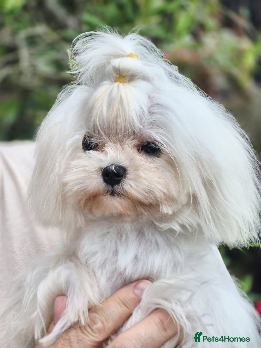 Maltese dogs for stud: Amazing Tiny Doll Face Korean Maltese STUD ONLY  - Image 2