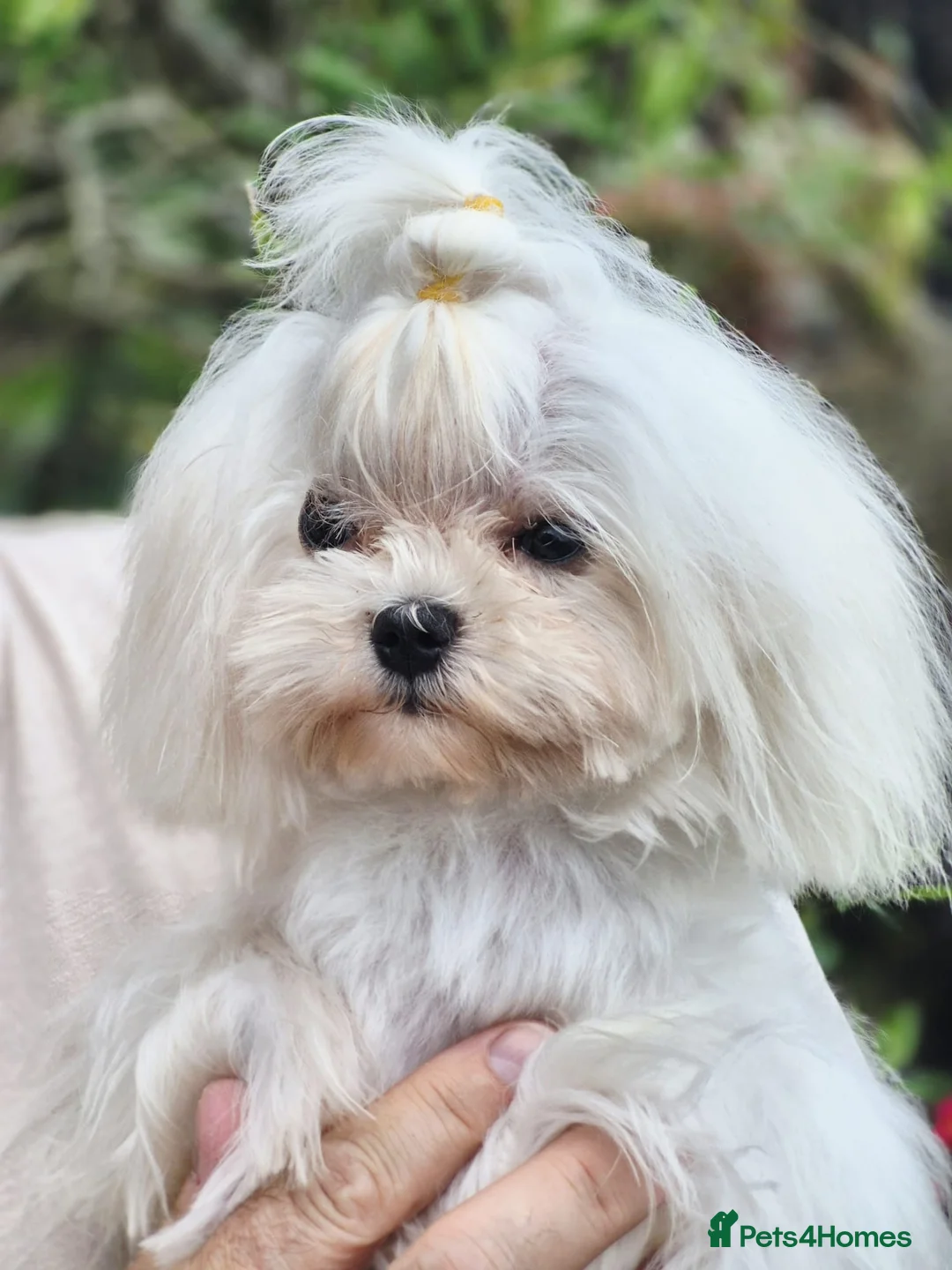 Maltese dogs for stud: Amazing Tiny Doll Face Korean Maltese STUD ONLY  - Advert 2