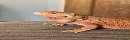 Bearded Dragon reptiles for sale: Beautiful Beardie for rehoming  - Advert 2