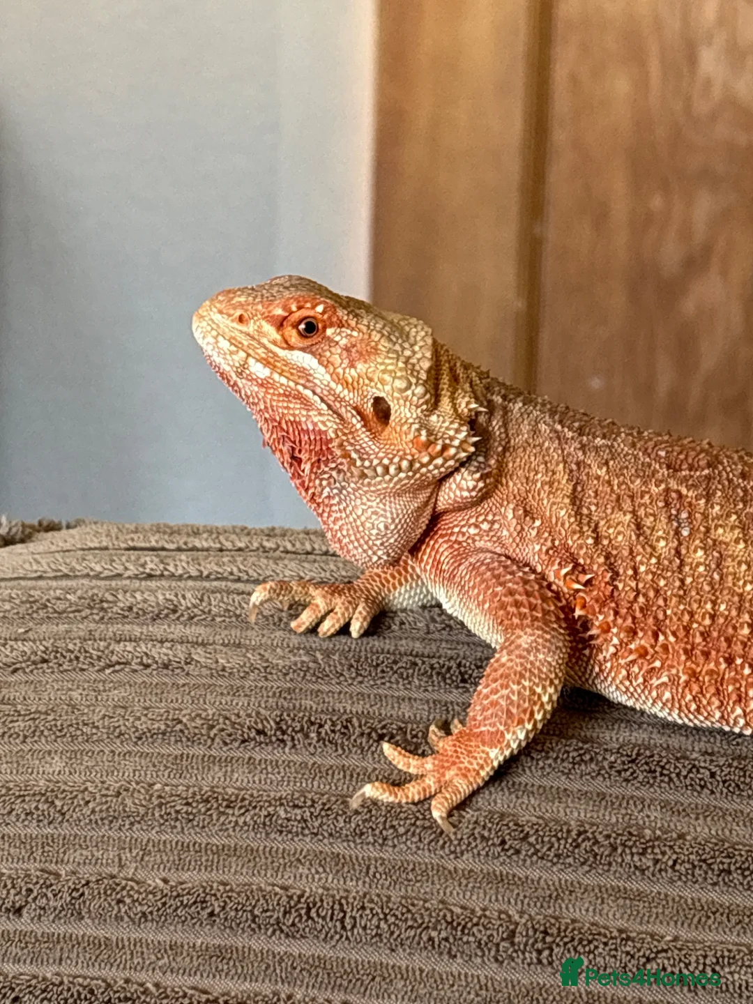 Bearded Dragon reptiles for sale: Beautiful Beardie for rehoming  - Advert 2