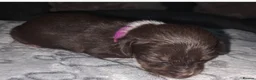 Mixed Breed dogs for sale: Mini Dasch / Kelpie pups  in Prescot - Advert 8