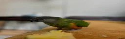 Parrots birds for sale: Senegal Parrot Poss Male 3 Years Old in Biggleswade - Advert 1