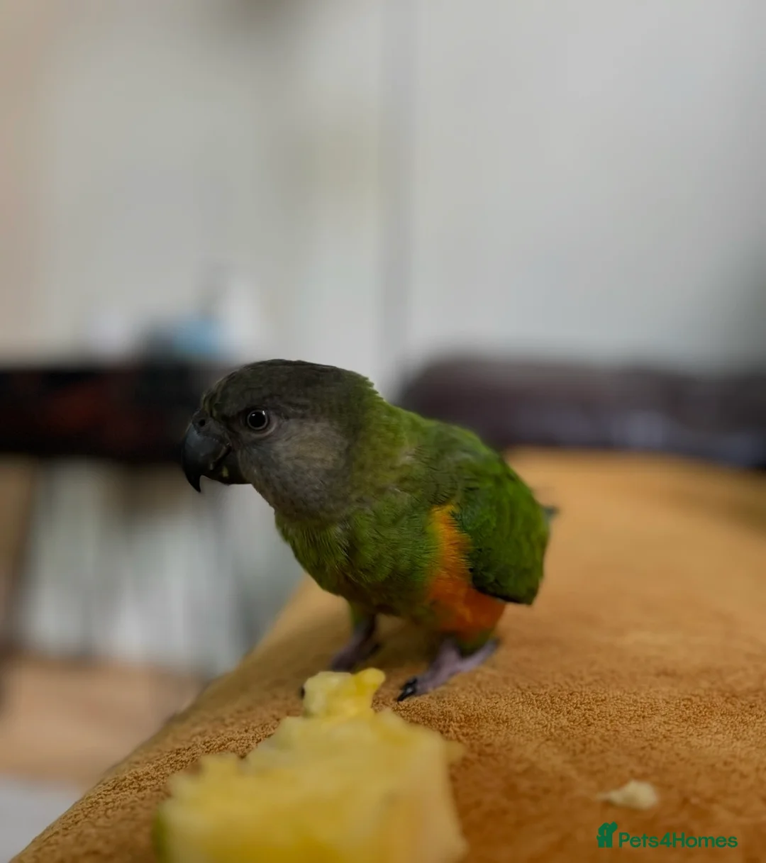 Parrots birds for sale: Senegal Parrot Poss Male 3 Years Old in Biggleswade - Advert 1