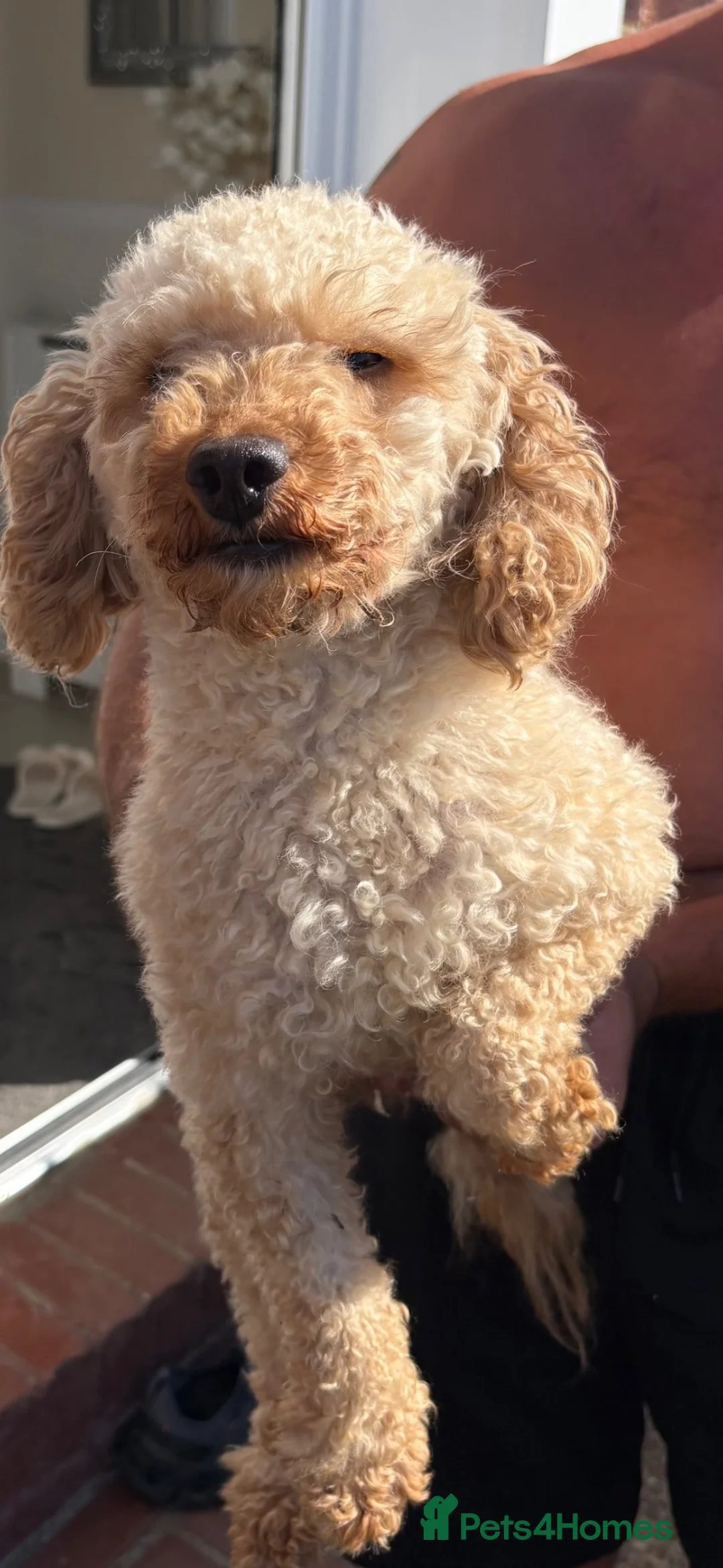 Toy Poodle dogs for sale: 5 toy poodle puppies - Advert 2