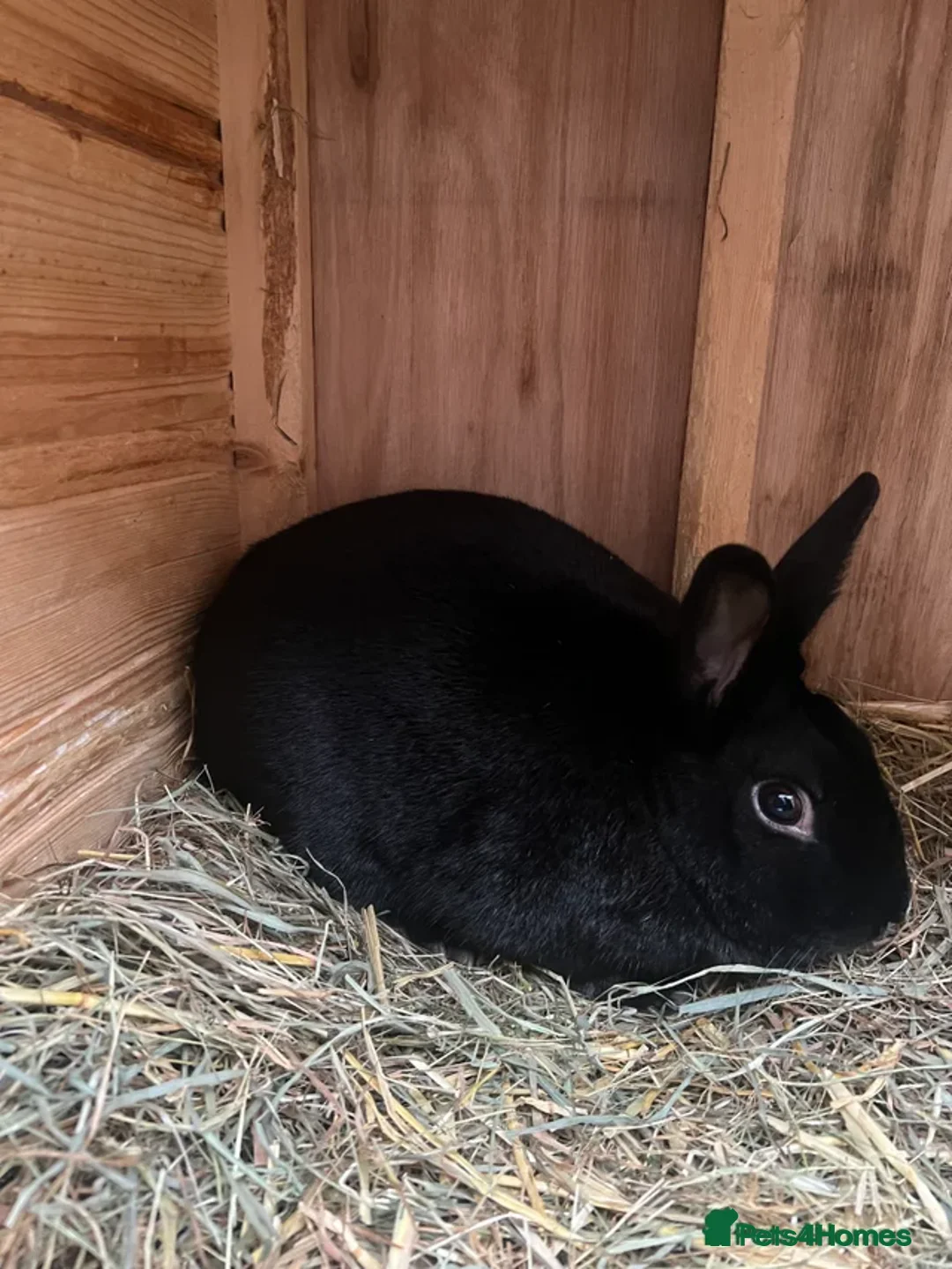 Dutch rabbits for sale: Mixed Dutch rabbits - Advert 10