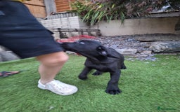 Labrador Retriever dogs for sale: ONLY 2 LEFT. Beautiful Healthy Labrador Puppies - Image 18