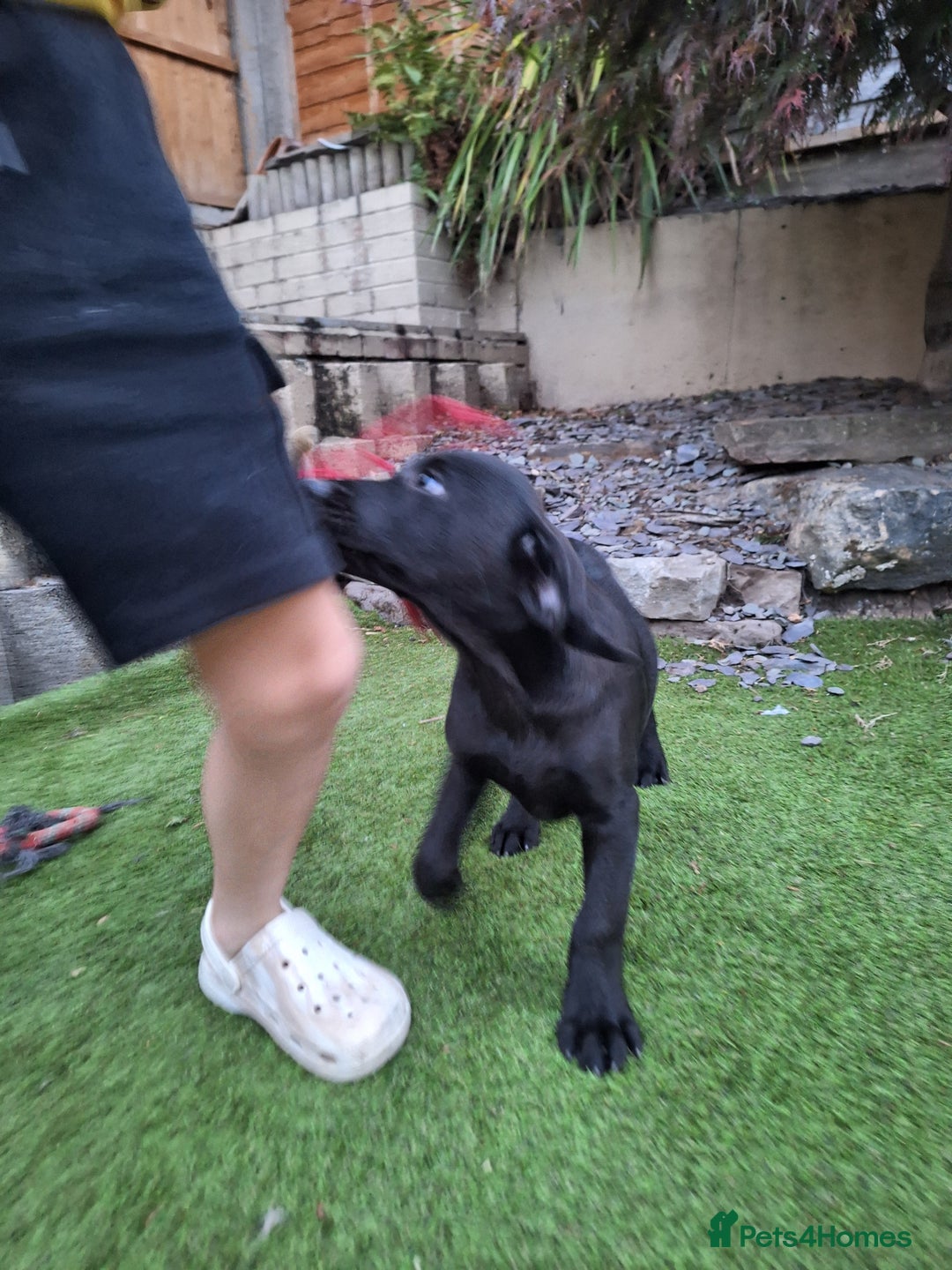 Labrador Retriever dogs for sale: ONLY 2 LEFT. Beautiful Healthy Labrador Puppies - Image 18