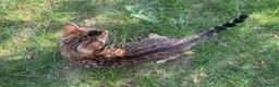 Bengal cats for sale: TICA Registered Bengal Kitten - Stunning Rosettes - Advert 12