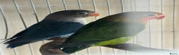 Lovebirds birds for sale: Hand reared baby lovebirds - Advert 1
