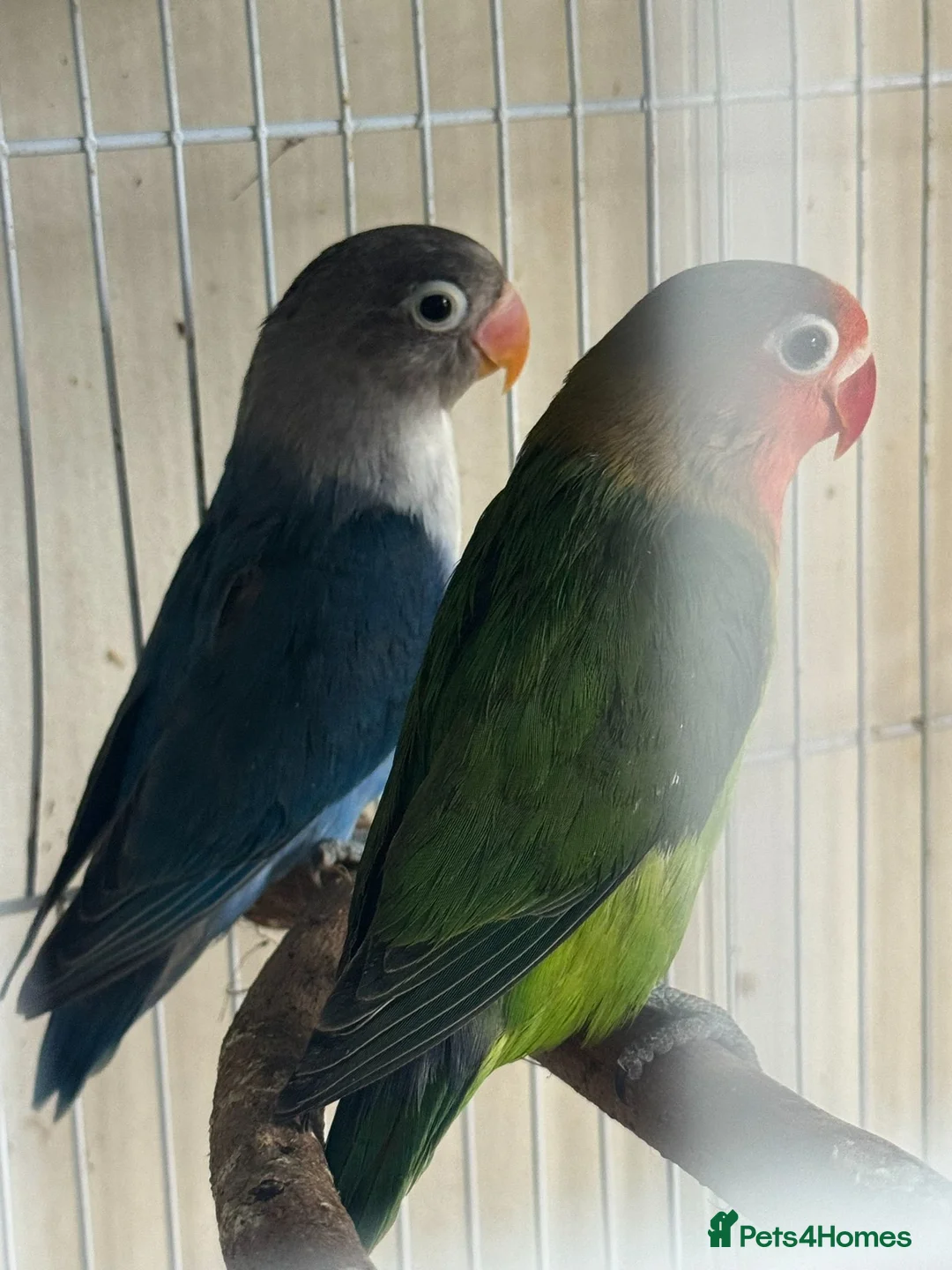 Lovebirds birds for sale: Hand reared baby lovebirds - Advert 1