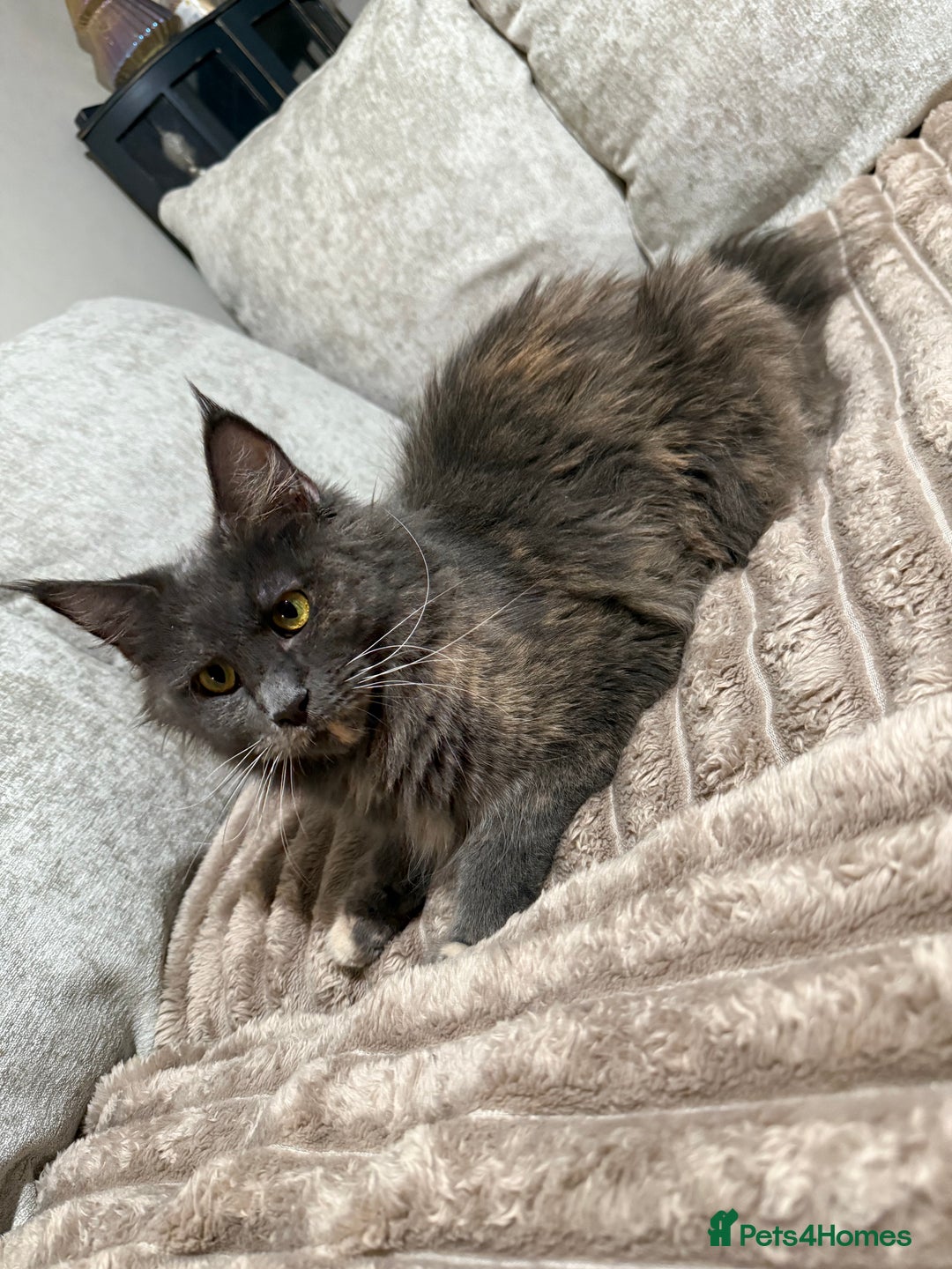 Maine Coon cats for sale: Beautiful Maine Coon Kittens - Advert 2