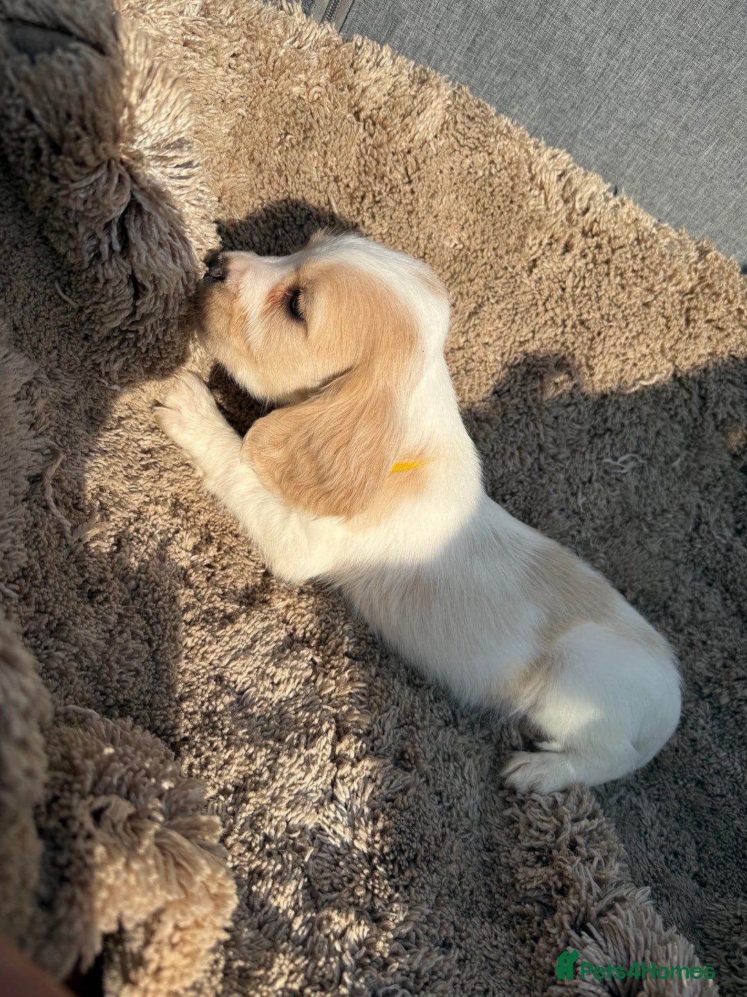 Cocker Spaniel dogs for sale: ⭐️READY TO LEAVE NOW - COCKER SPANIELS ⭐️ - Image 4