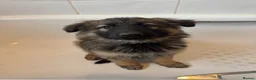 German Shepherd dogs for sale: Female long hair Germany shepherd pup - Advert 4