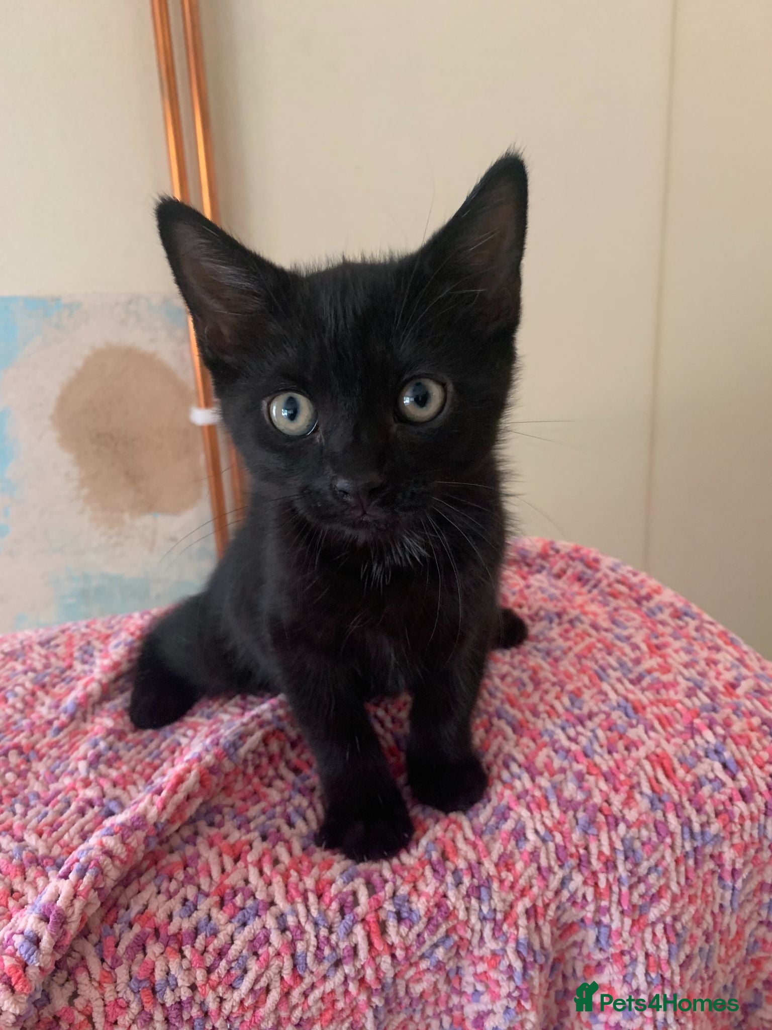Mixed Breed cats 2 gorgeous kittens for rehoming - Advert 1