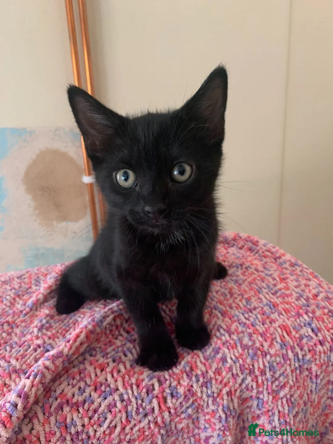 Mixed Breed cats for sale: 2 gorgeous kittens for rehoming in Doncaster - Advert 1