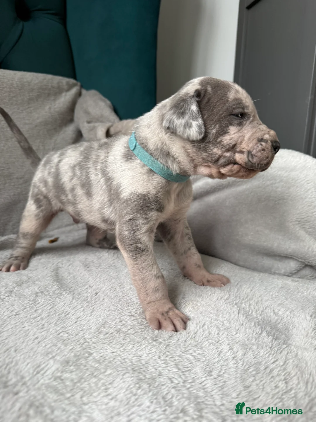 Great Dane dogs for sale: Beautiful litter Great Dane pups  in Dulverton - Advert 30