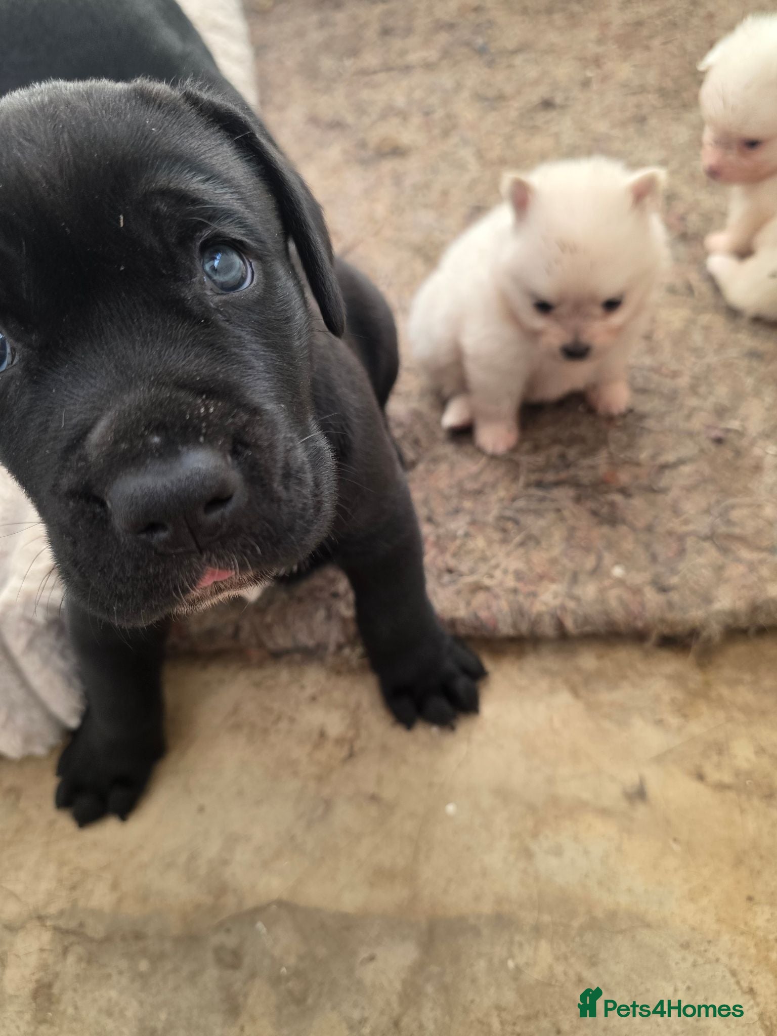 Cane Corso dogs Big chunky boy - Advert 6
