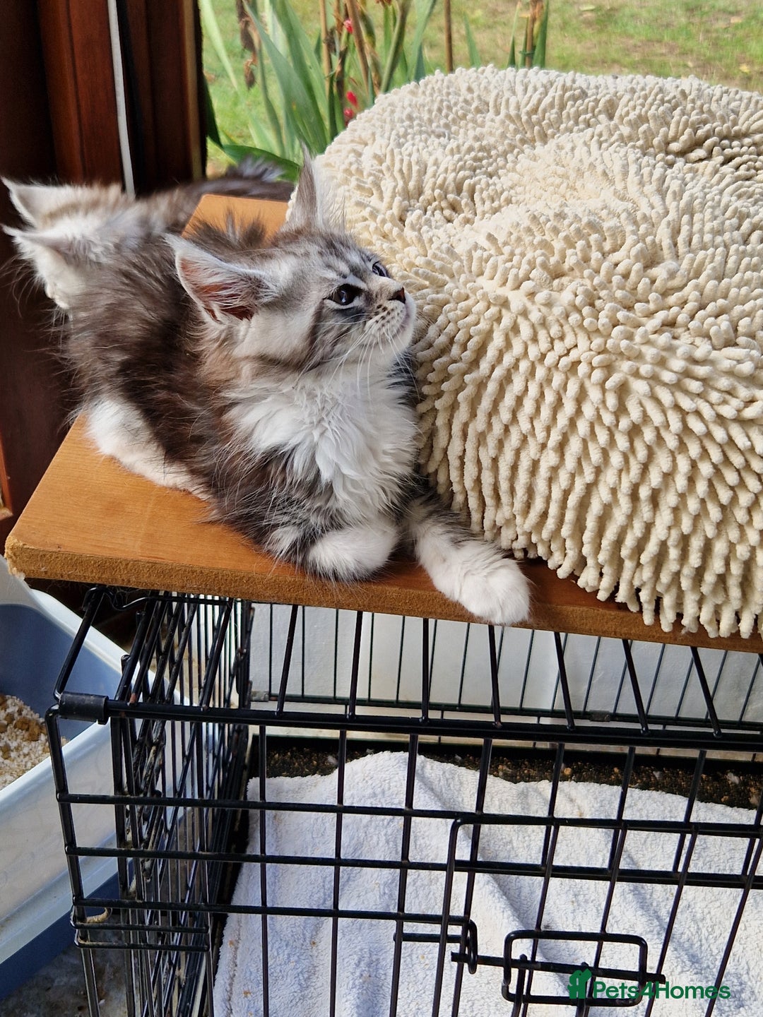 Maine Coon cats for sale: Beautiful maine coon kittens  - Image 13